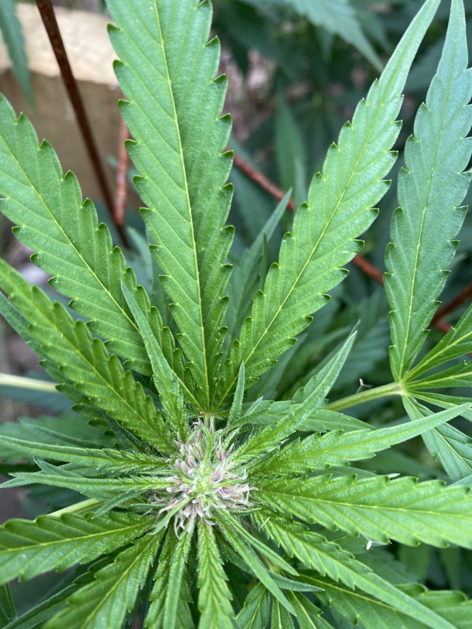 Just sharing some pics of my outdoor grow 4