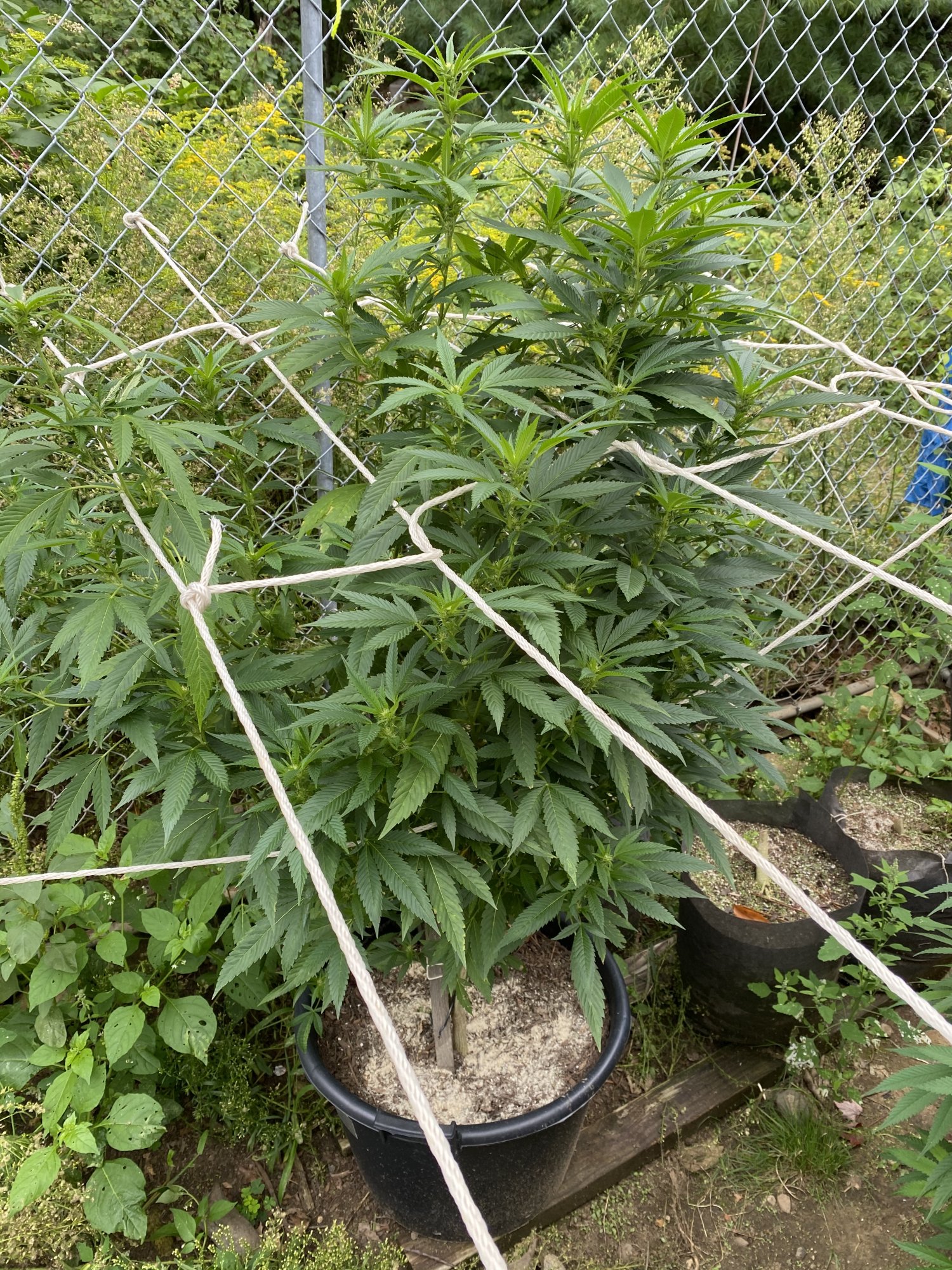 Just sharing some pics of my outdoor grow 6