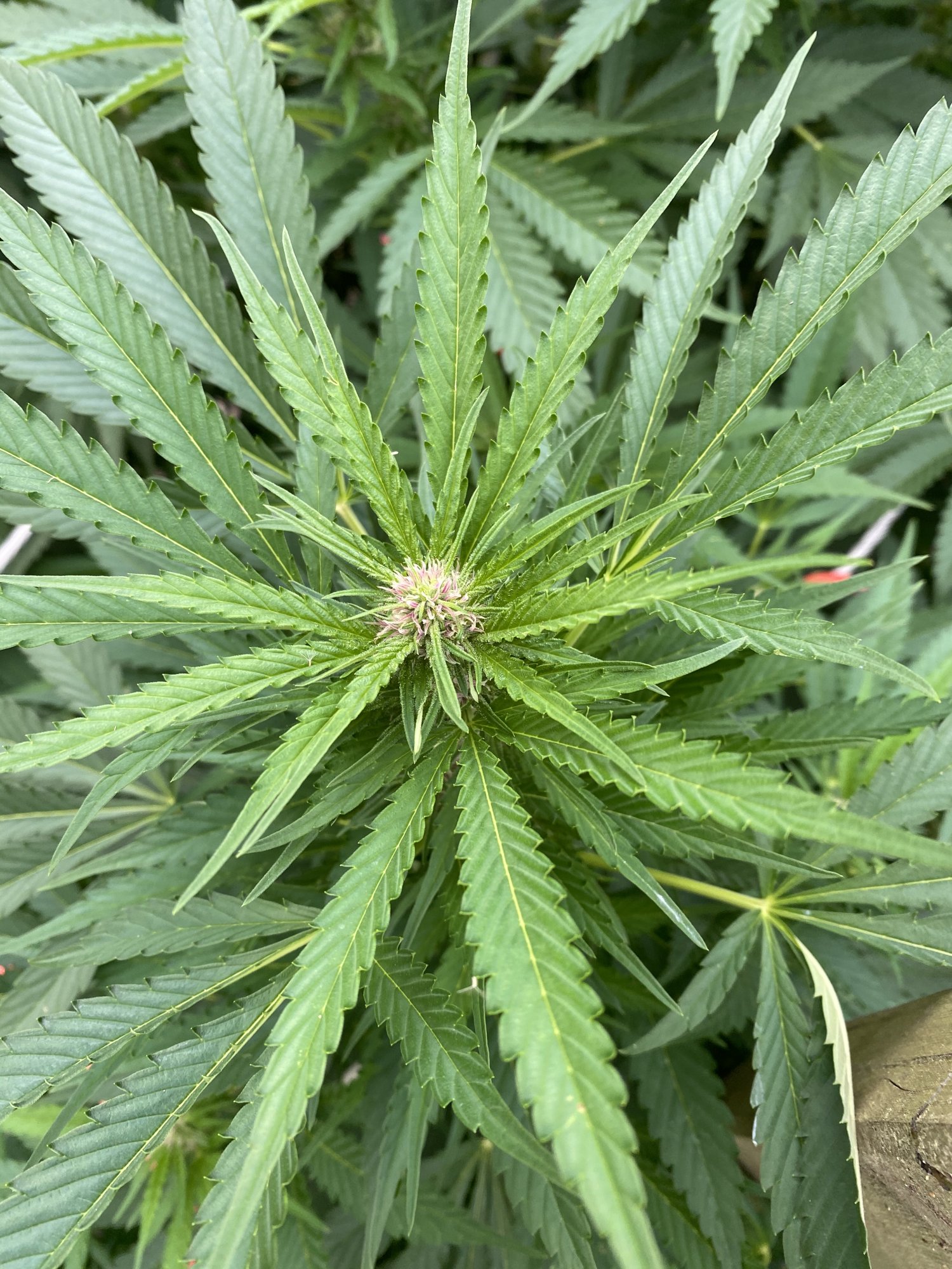 Just sharing some pics of my outdoor grow 9