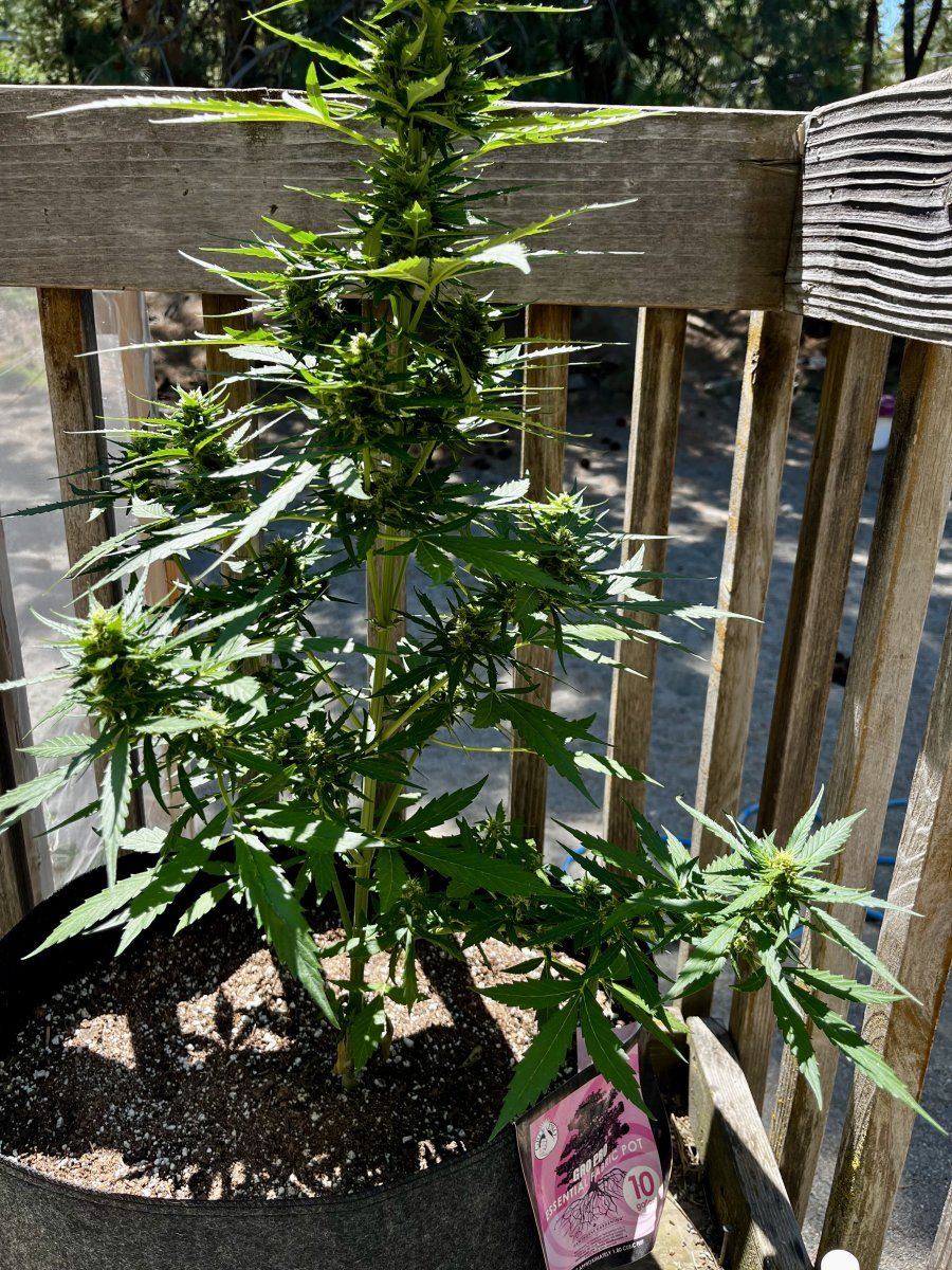 Just showing my week 9 autos 3