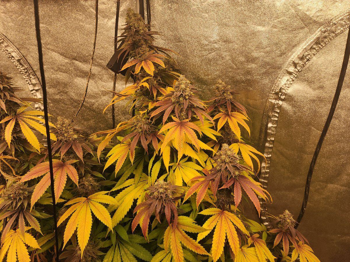 Just some fall colors on a bubba 2