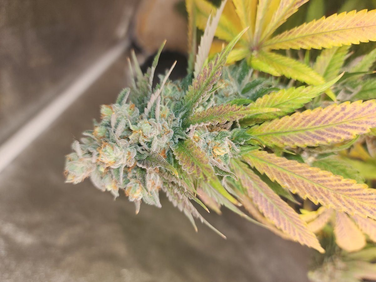 Just some fall colors on a bubba