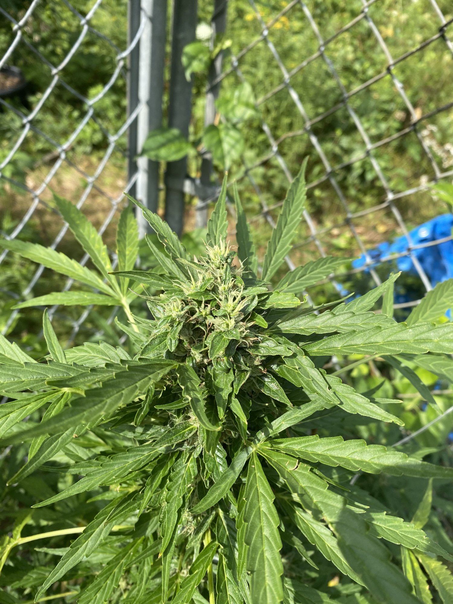 Just some pics  close to harvest on a couple i believe 3