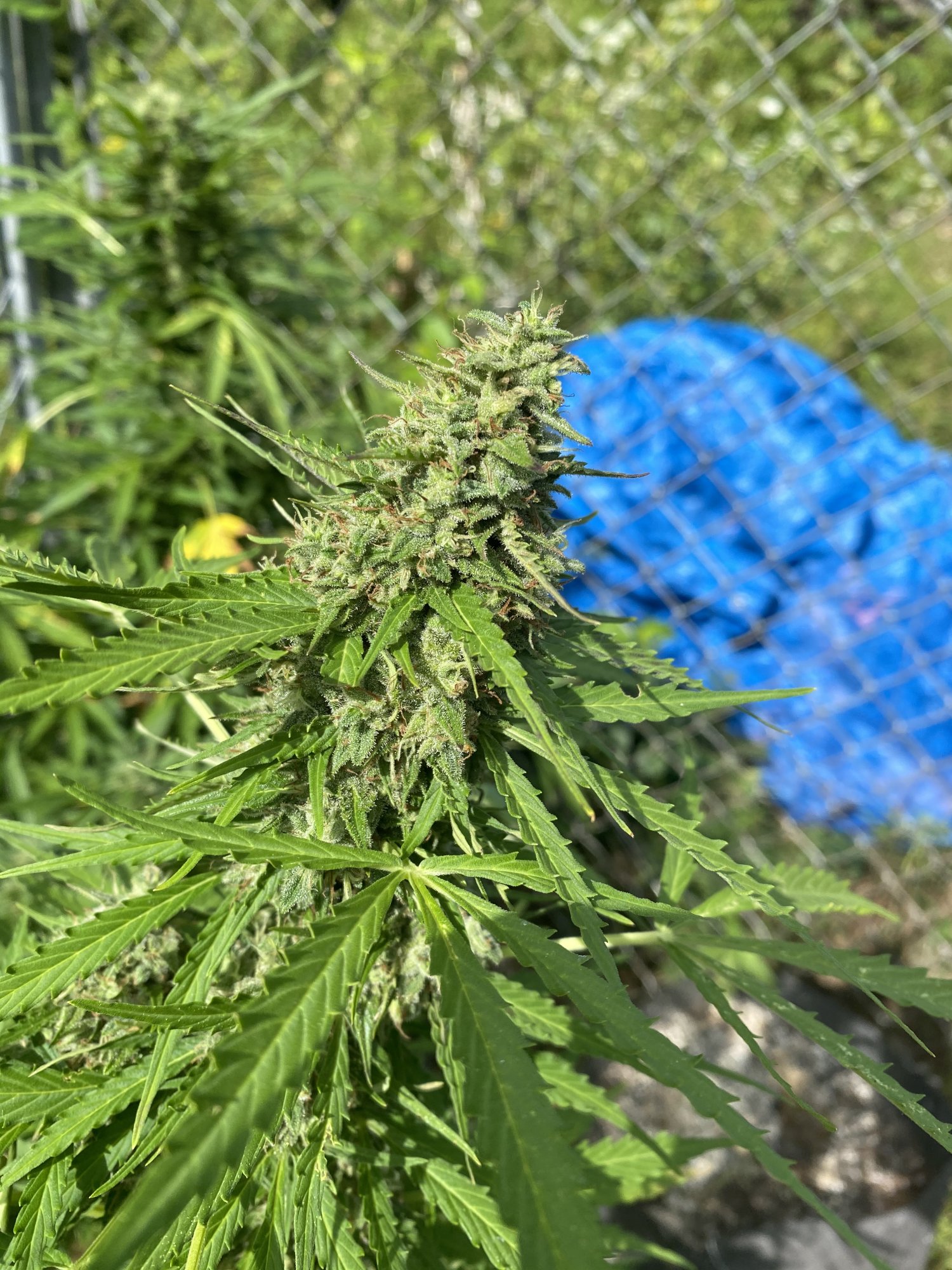 Just some pics  close to harvest on a couple i believe 9
