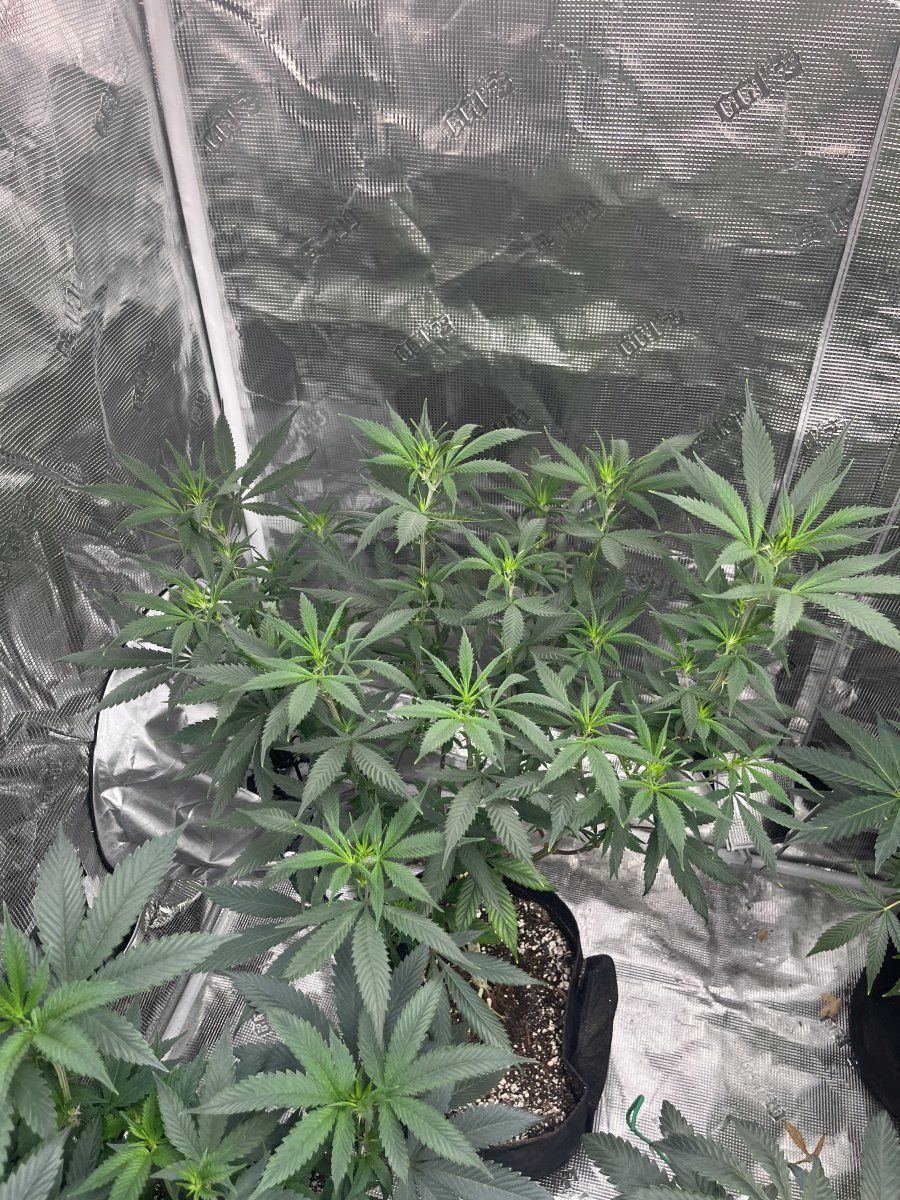 Just some pics of my girls in the 90 heat and a spider in my tent 11