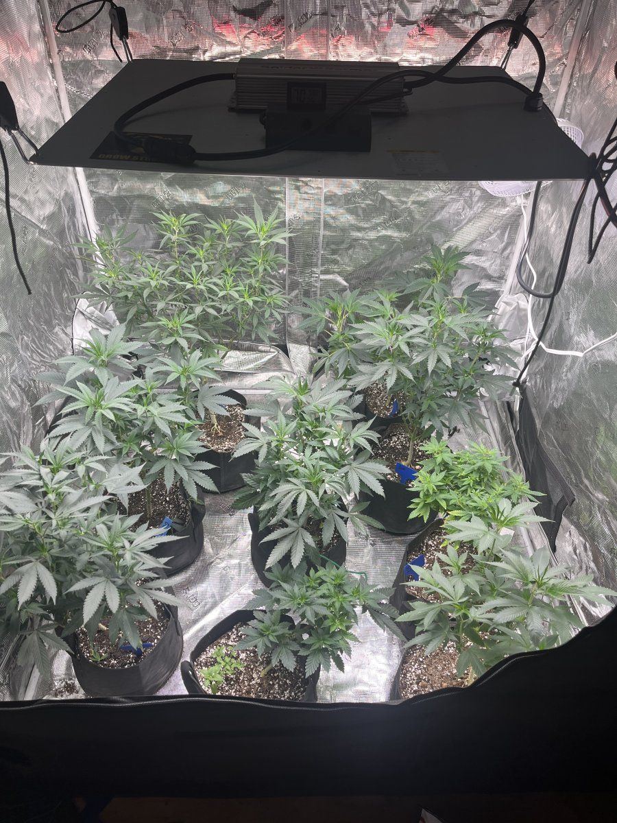 Just some pics of my girls in the 90 heat and a spider in my tent 6