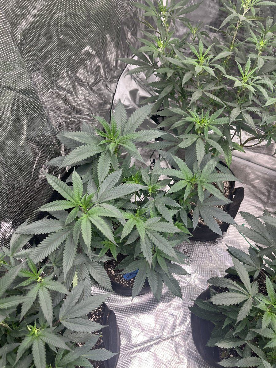 Just some pics of my girls in the 90 heat and a spider in my tent 9