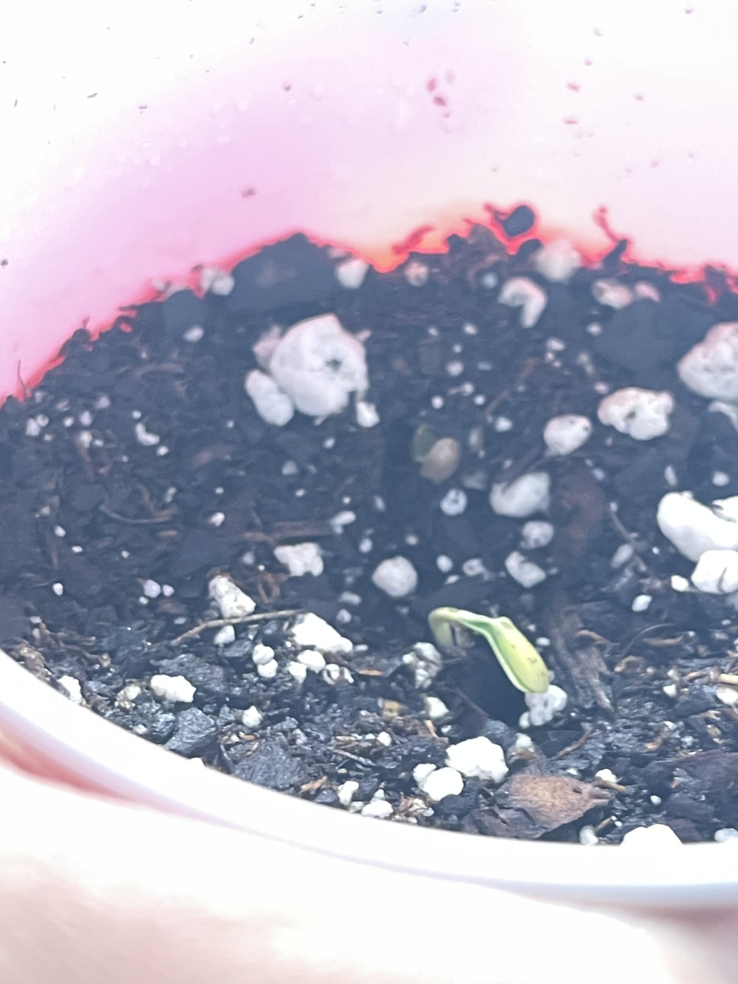 Just sprouted today is it ok or did i fck something up again 2