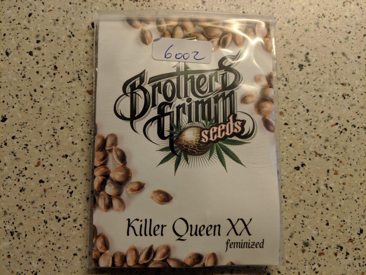 Just started killer queen xx seedlings