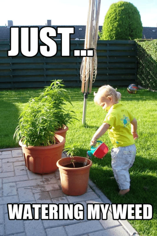 Just Watering My Weed 533x800