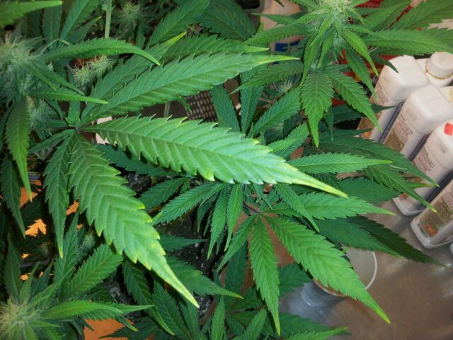 K mg deficient or ca toxicity pics 3
