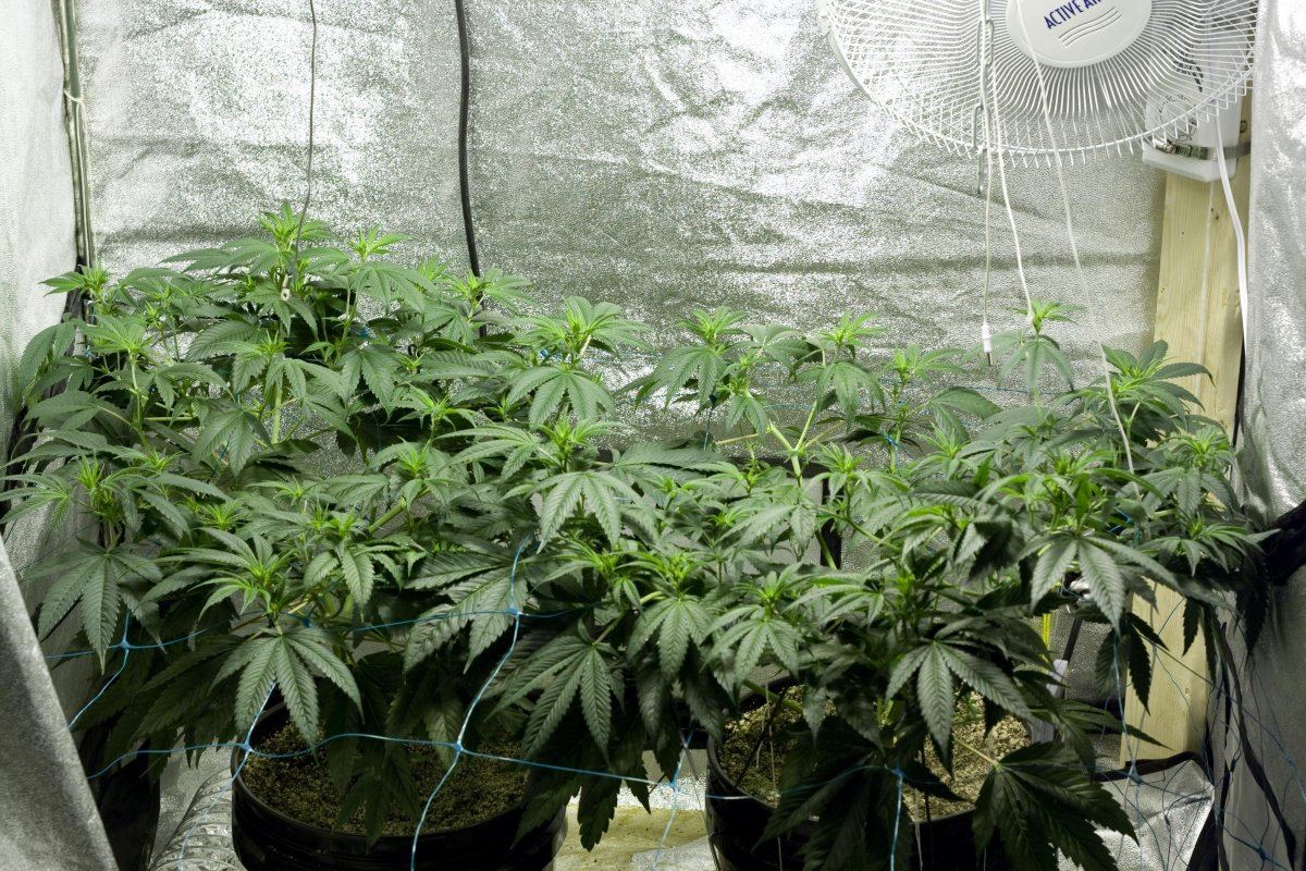 K1 SCROG D 11