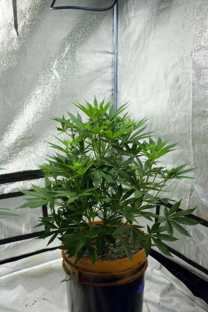 K3 D 13