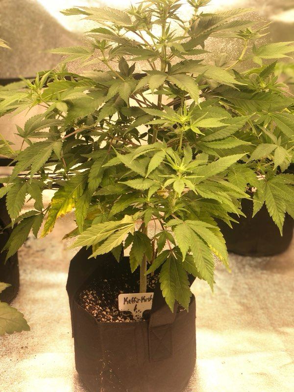 Kaffir Kush at 1 week