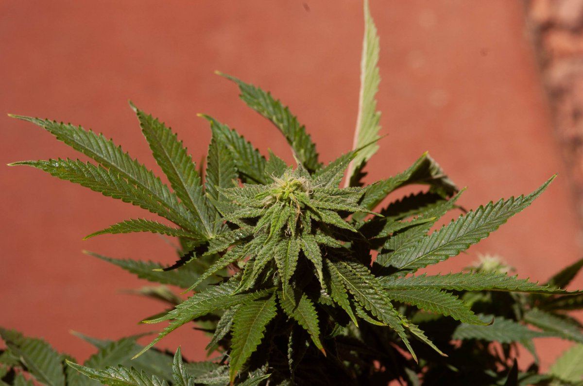 Kaffir Kush at 27 days