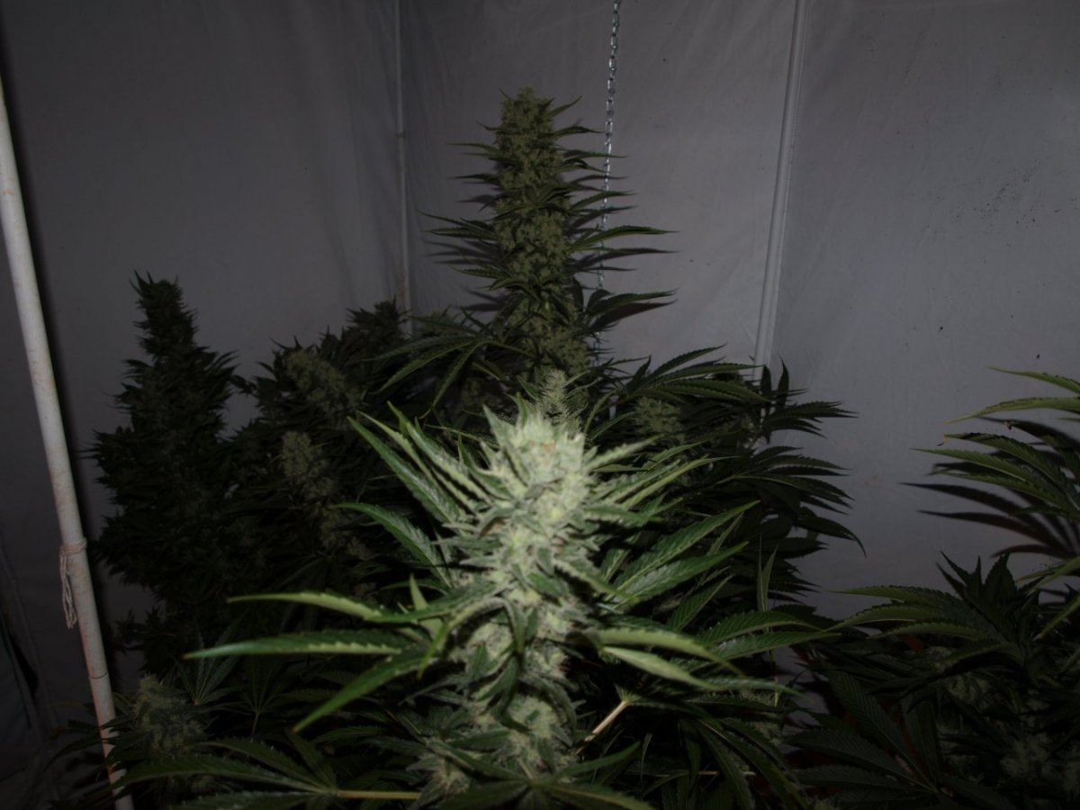 Kakalak kush f2 18
