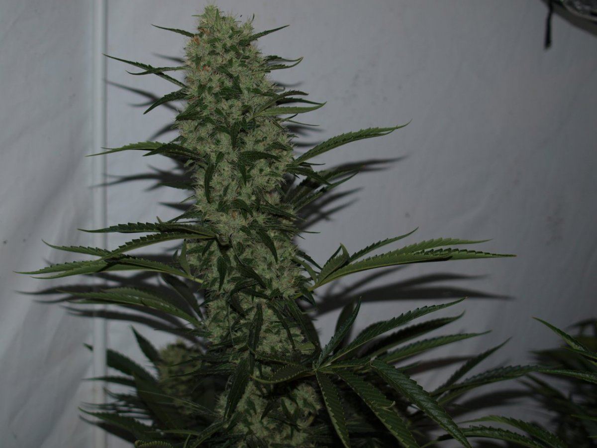 Kakalak kush f2 2
