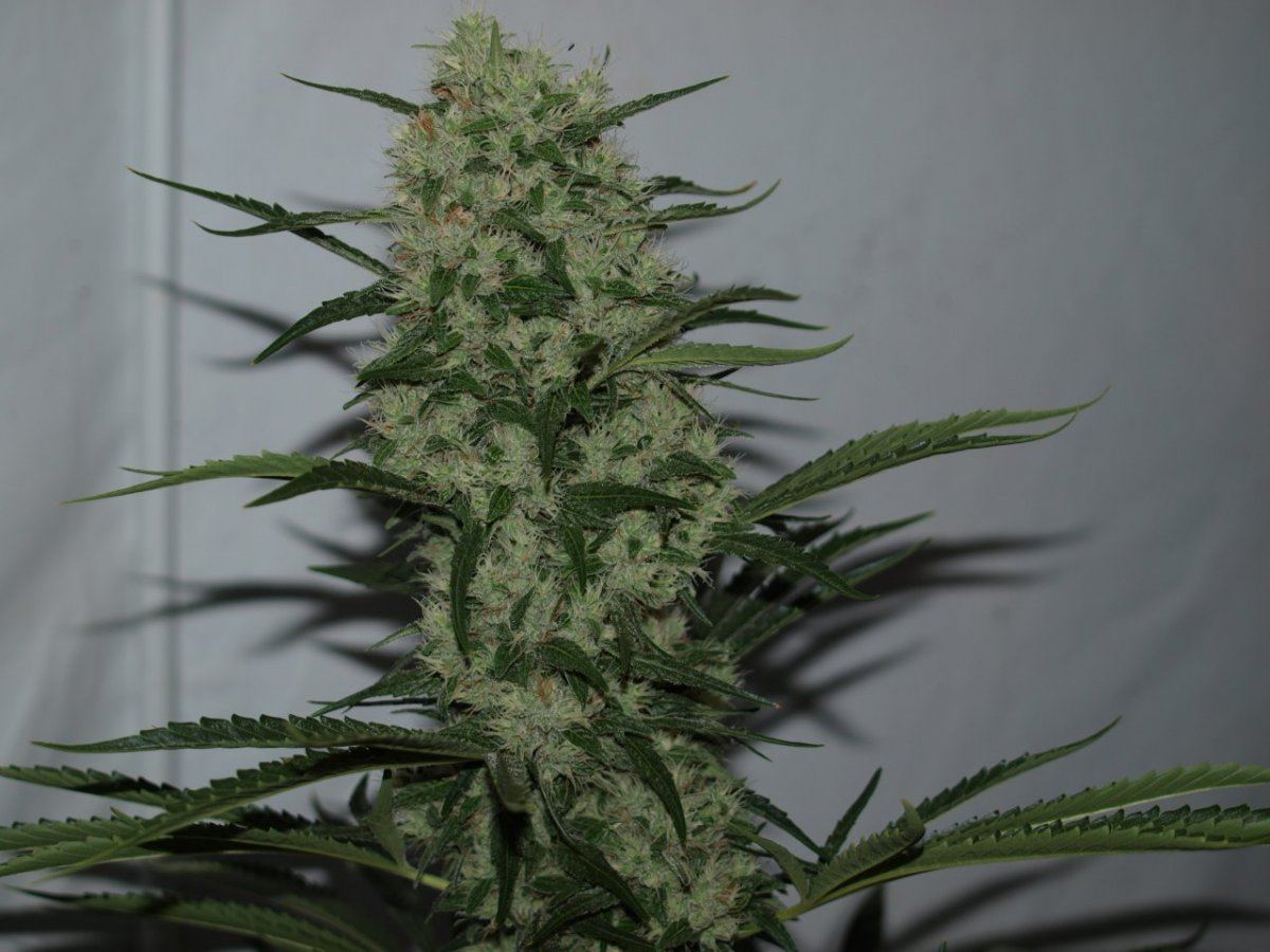 Kakalak kush f2