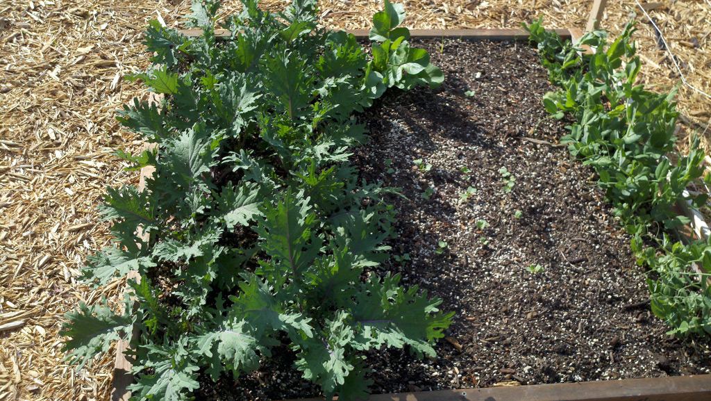 Kale radish and peas