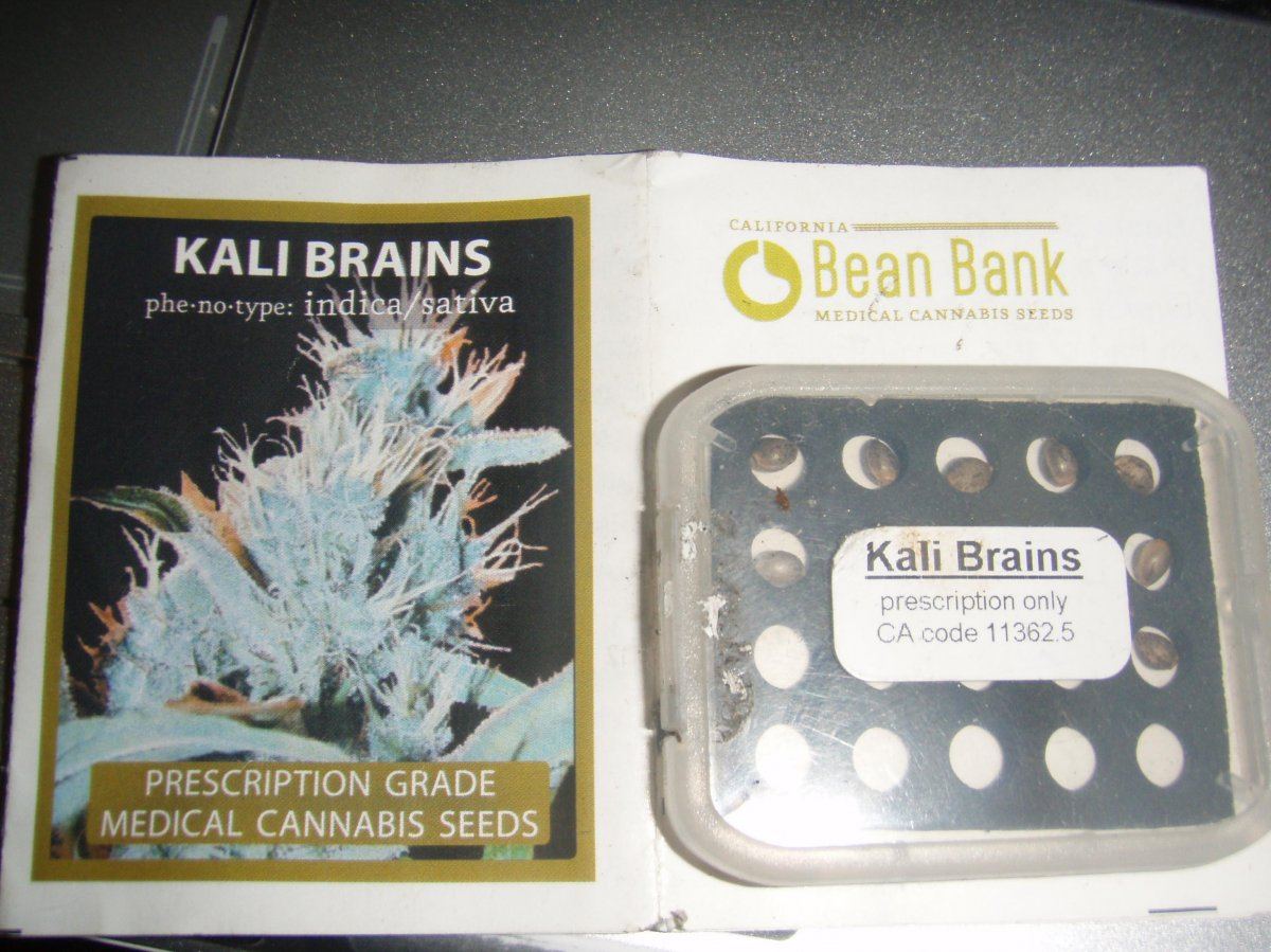 Kali brains california bean bank