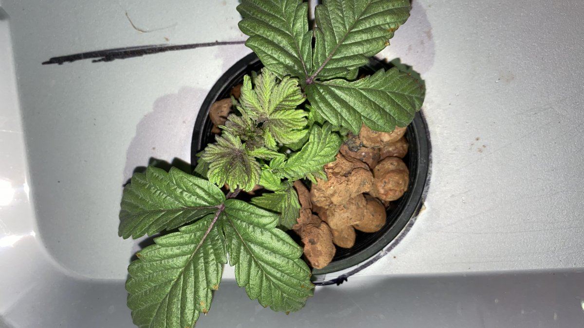 Kali mist discoloration and rust spots please help 3