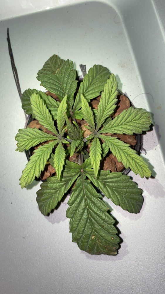 Kali mist discoloration and rust spots please help 4