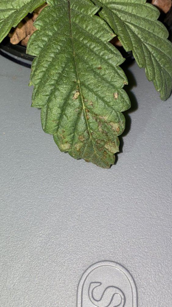 Kali mist discoloration and rust spots please help 5