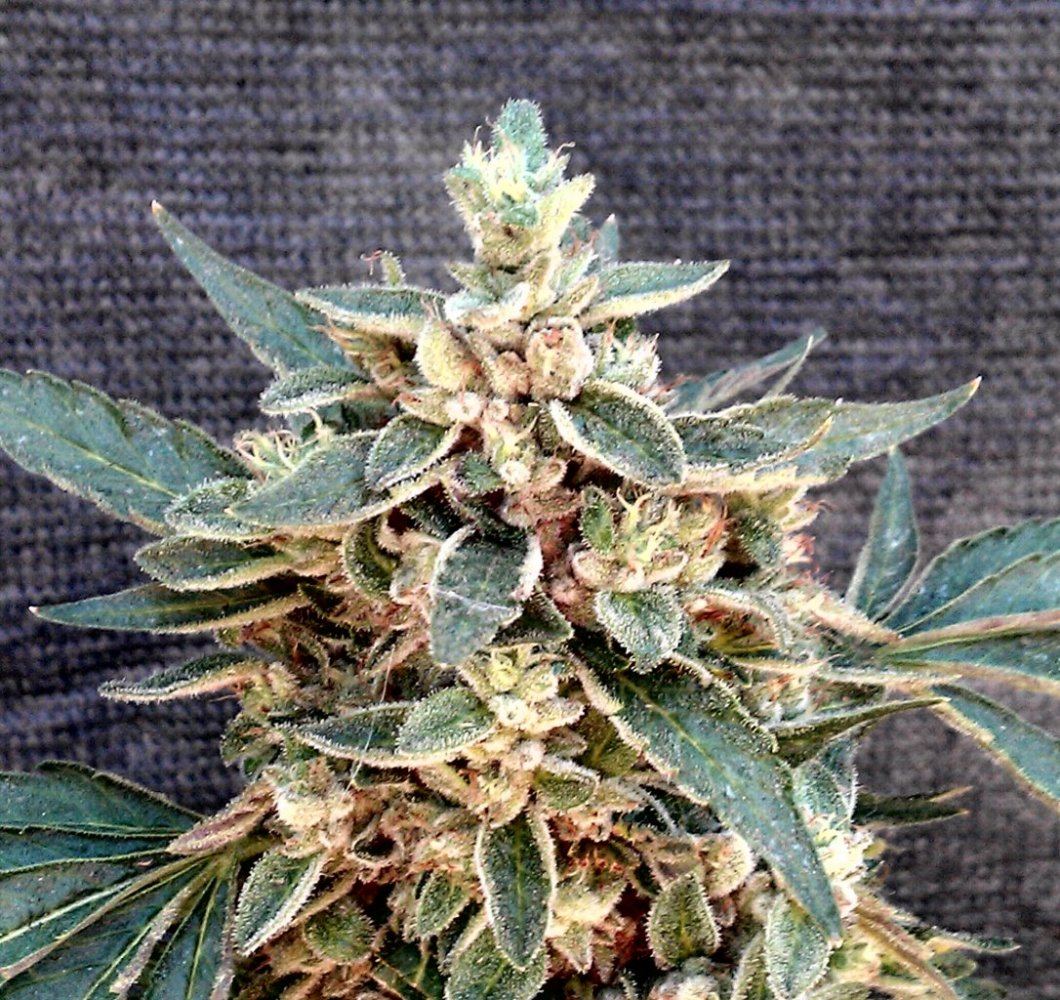 Kappo cu  51 days