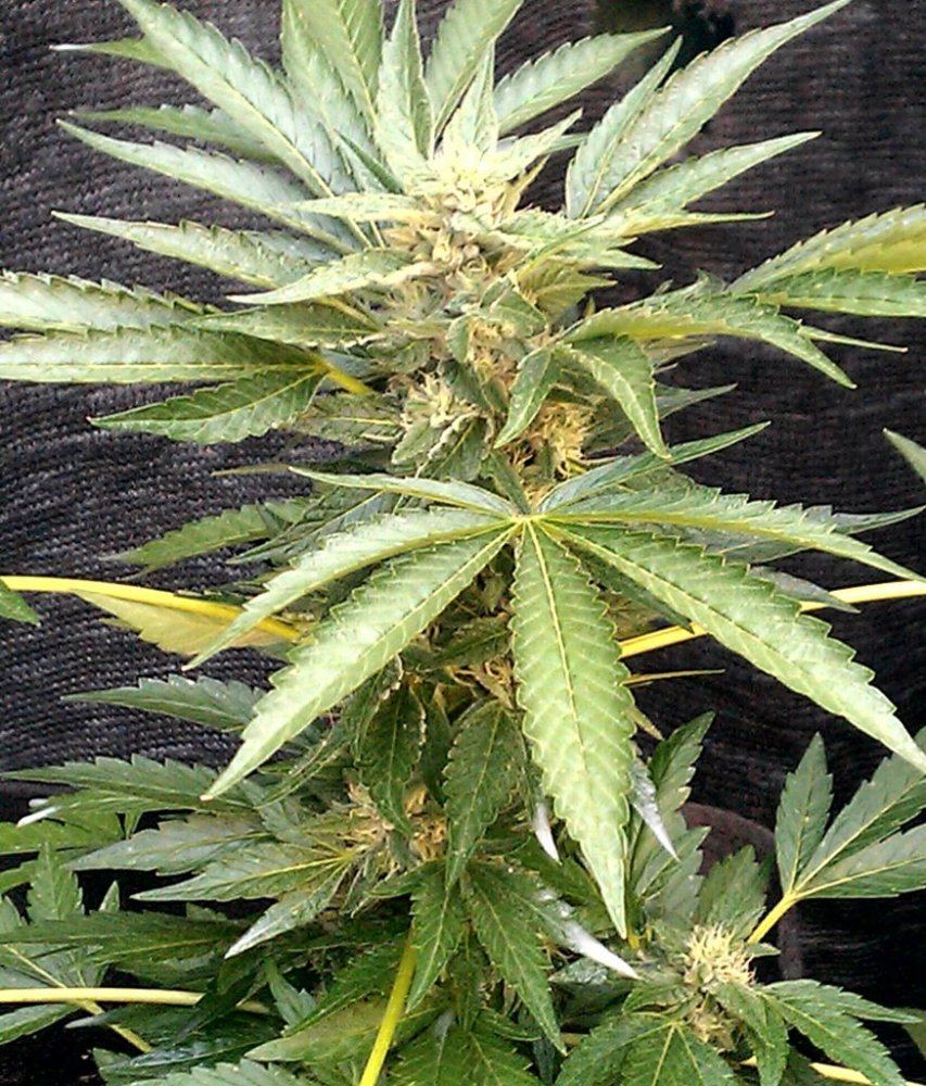 Kappo Kush  23days