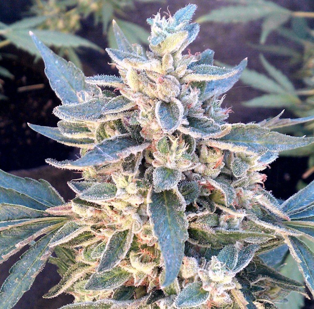 Kappo Kush  52 days
