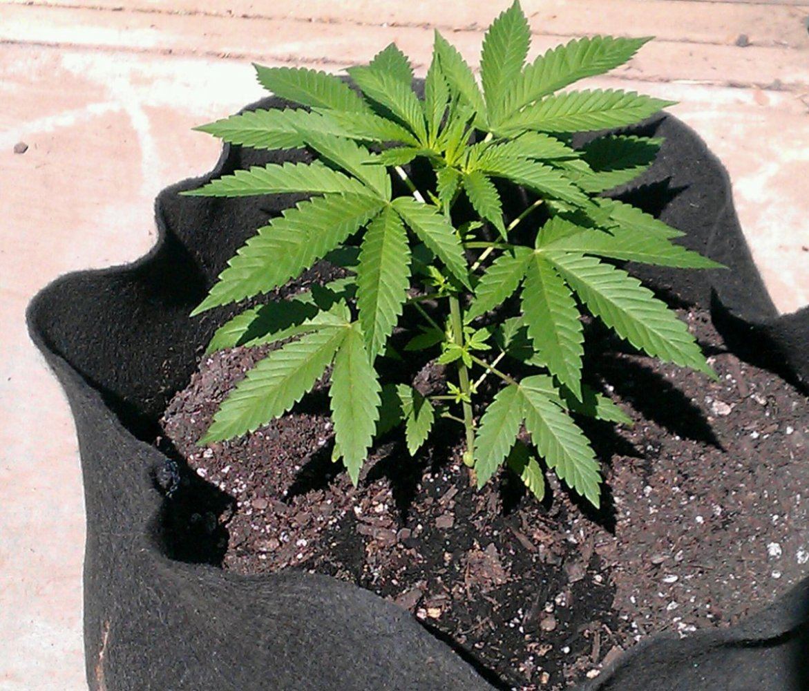 Kappo Kush female