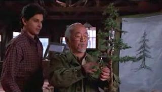 Karate Kid Bonsai Tree