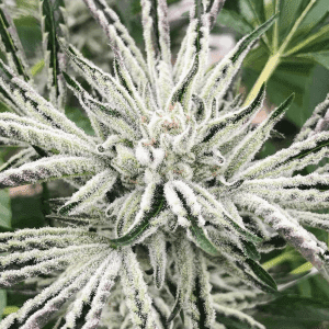 Karma Genetics white og 1 300x300