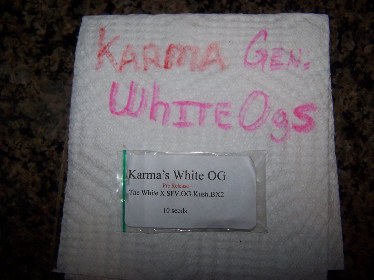 Karma   white og   5 seeds 1 hopeful fortunate grower
