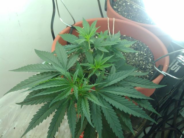Karmas jack  37 days from seed 3