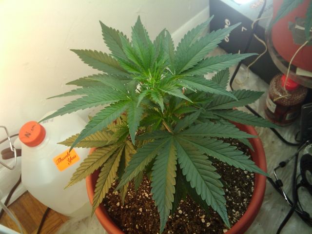 Karmas jack  37 days from seed 4