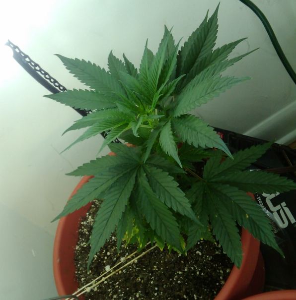 Karmas jack  37 days from seed 5