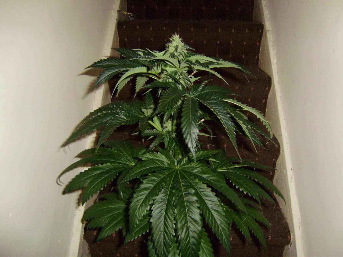 Katana og 100
