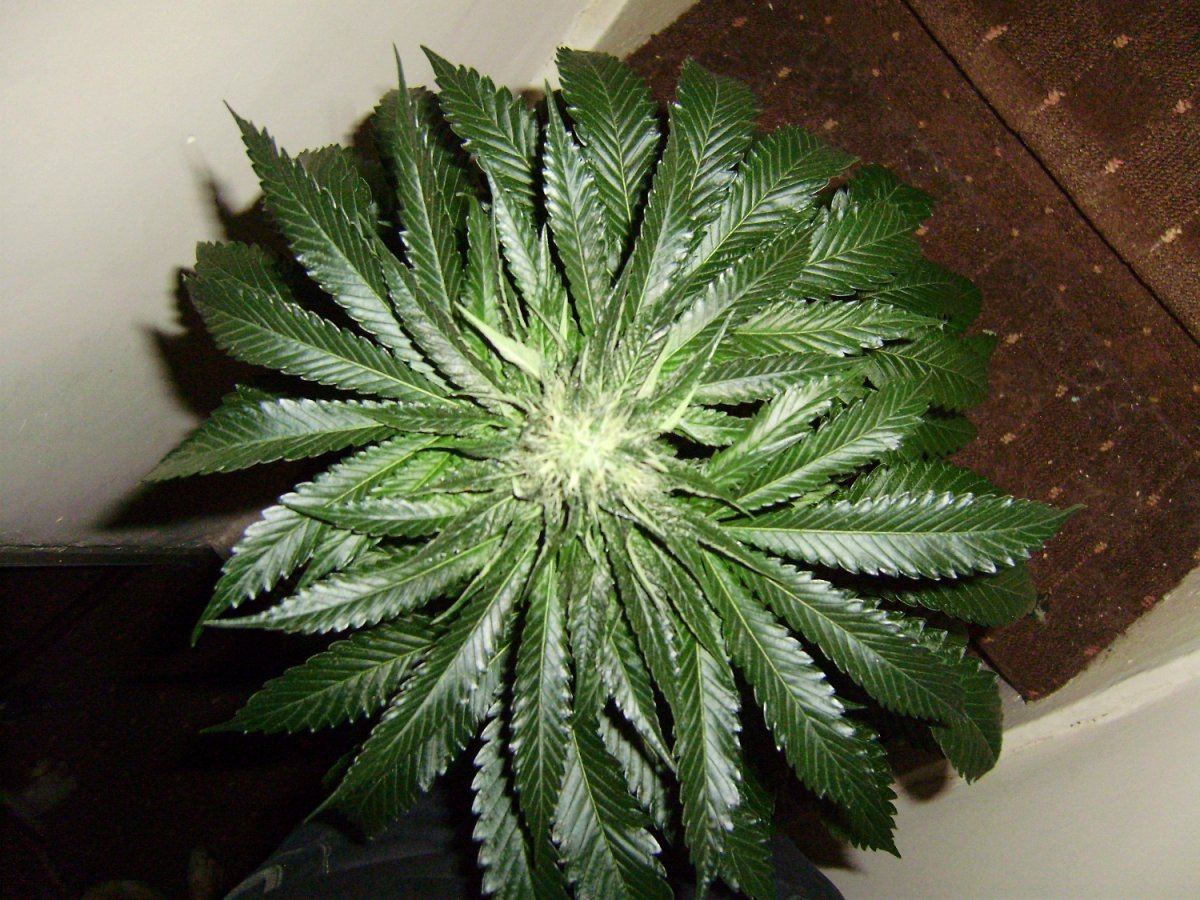 Katana og 101