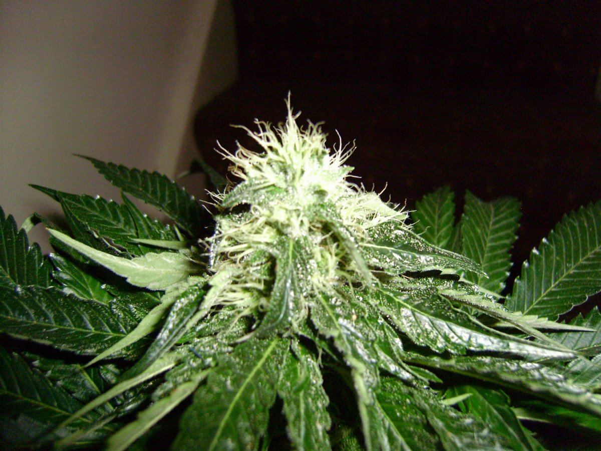 Katana og 102