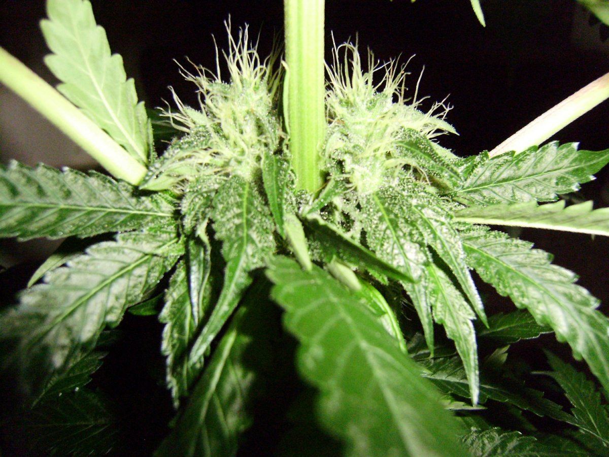 Katana og 103