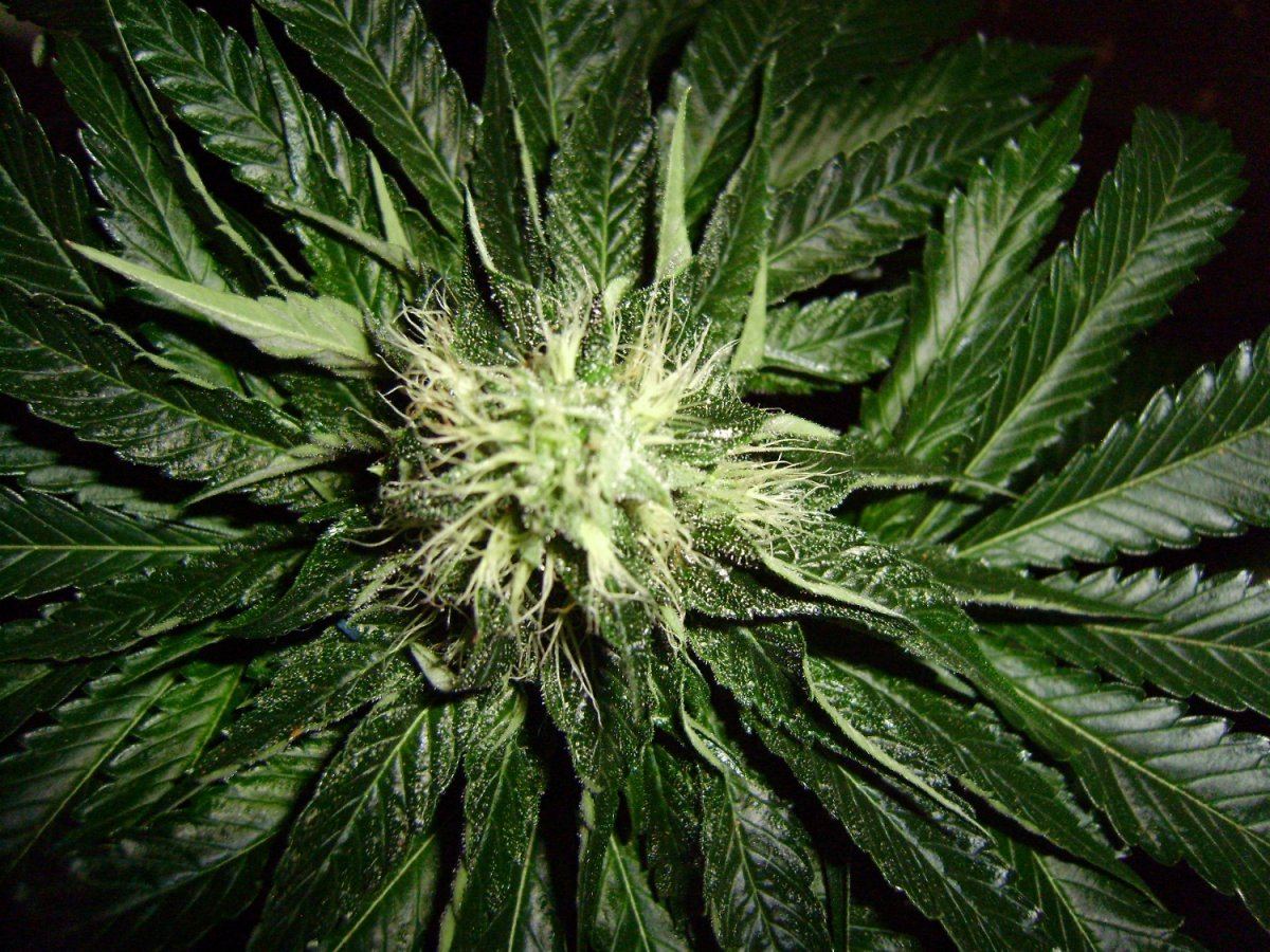 Katana og 104