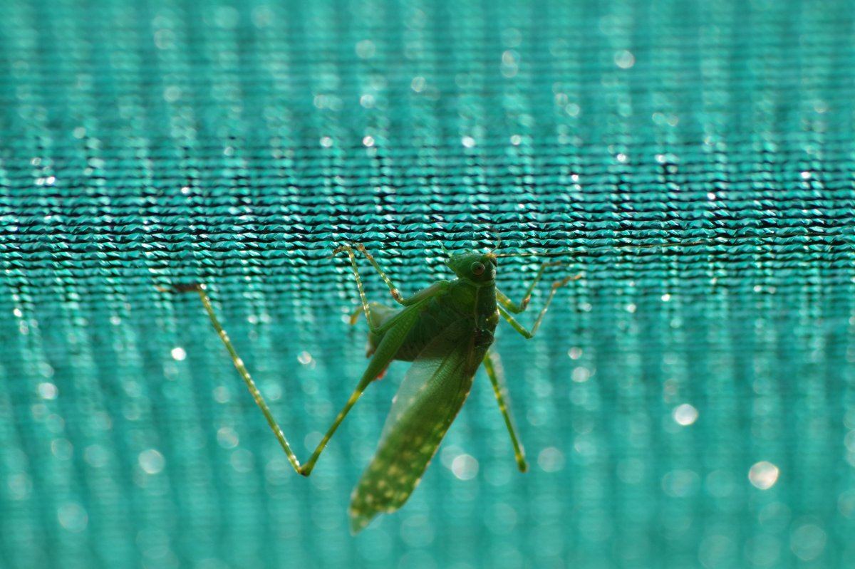 Katydid 6186 09 08 2017