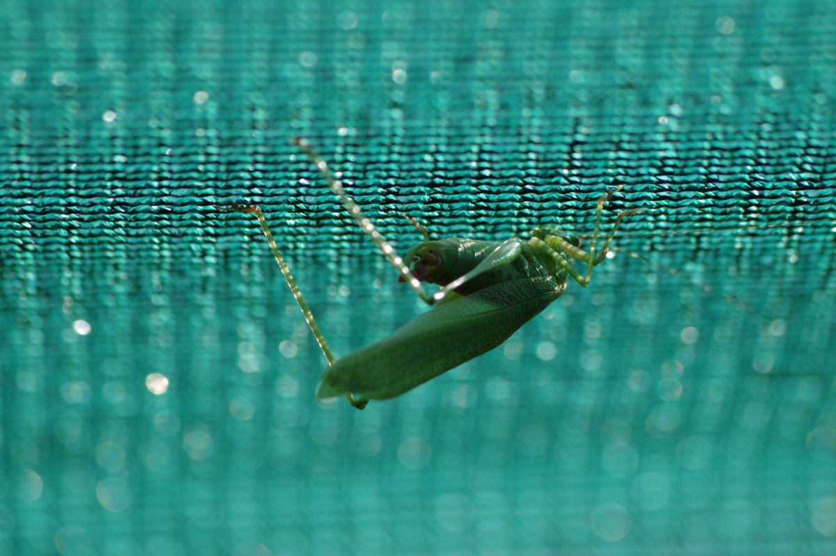 Katydid 6223 09 08 2017