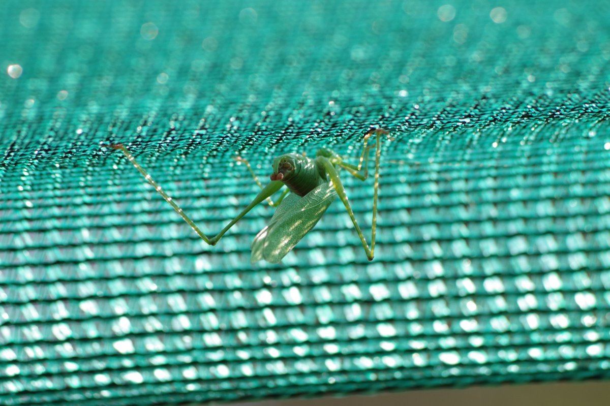 Katydid 6296 09 08 2017
