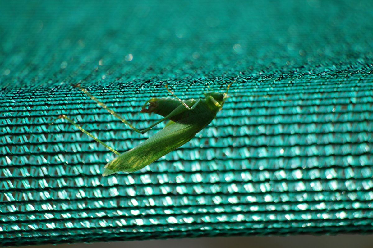 Katydid 6339 09 08 2017