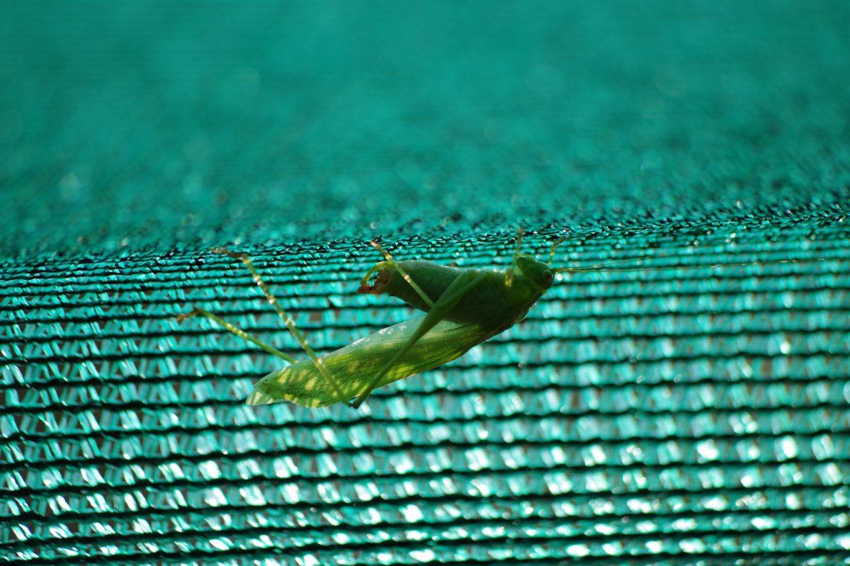 Katydid 6360 09 08 2017