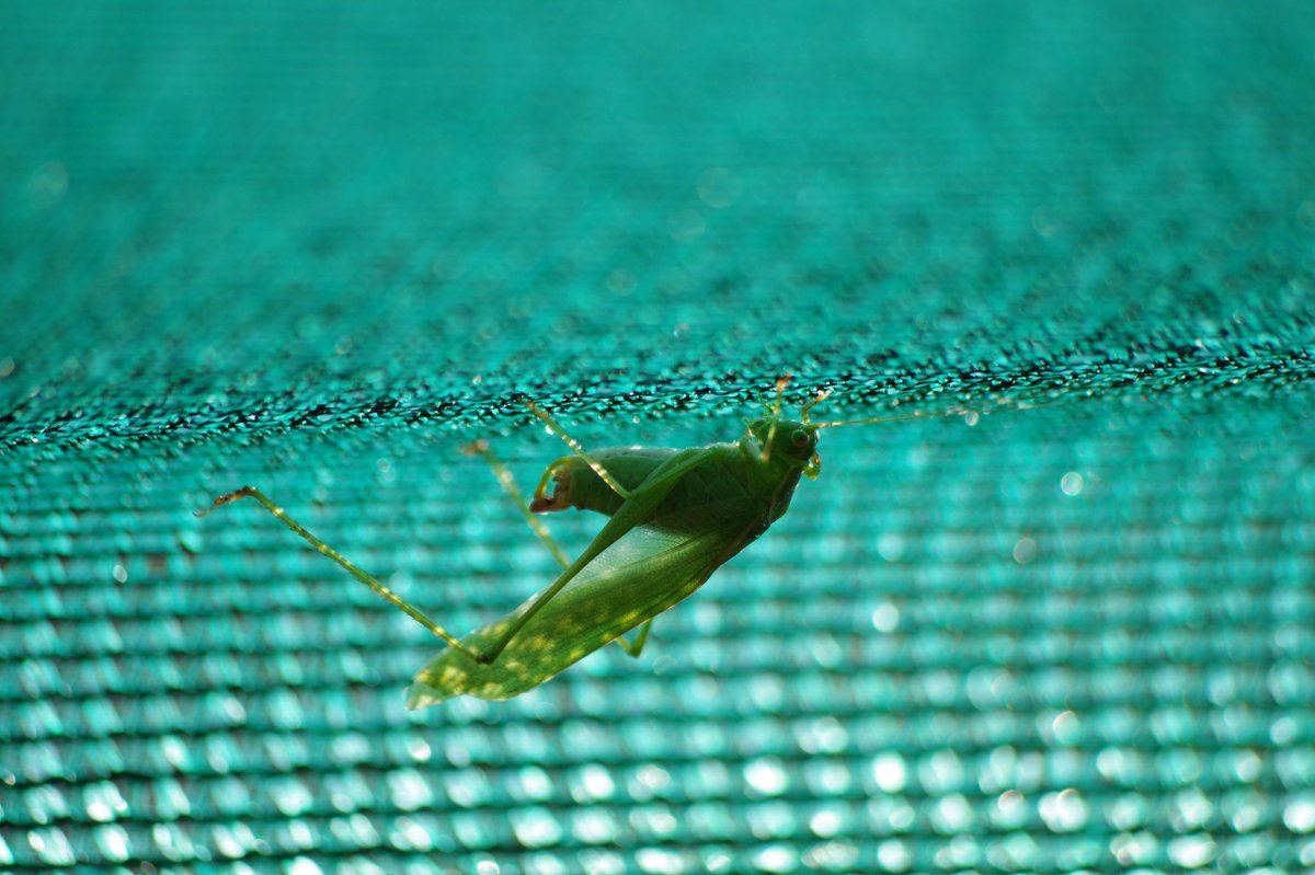 Katydid 6366 09 08 2017