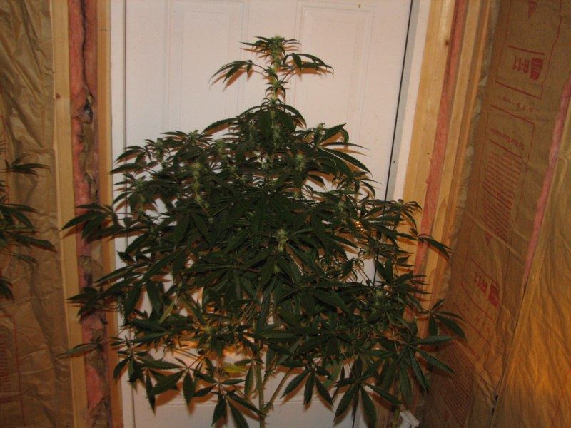 Kbubbaxghost plant3