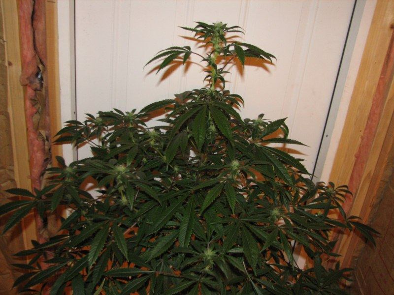 Kbubbaxghost plant3cola